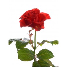 Роза Уральская